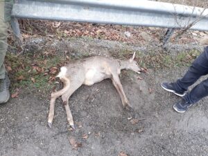 KARABÜK (AA) – Karabük'ün Yenice ilçesinde bir karaca, otomobilin çarpması