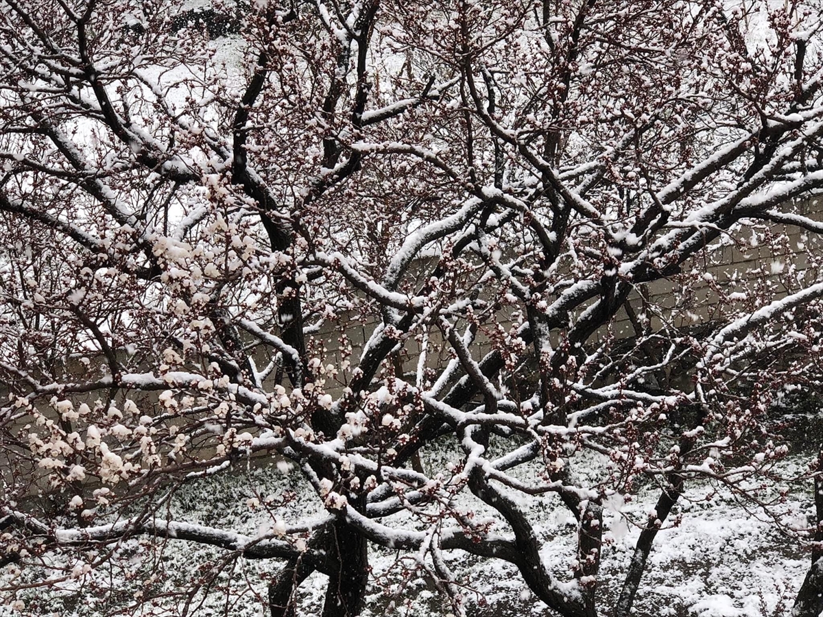 Kars'ta ilkbaharda etkili olan kar ve soğuk hava nedeniyle zirai don uyarısı