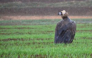 KARS (AA) – Kars'ın Sarıkamış ilçesinde yaralı bulunduktan sonra tedavi
