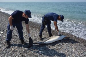 KASTAMONU (AA) – Kastamonu'nun İnebolu ilçesinde sahile ölü yunus vurdu.