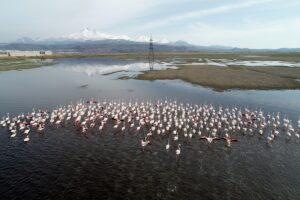KAYSERİ (AA) – Kayseri'de flamingolar, uluslararası öneme sahip sulak alan