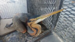 KAYSERİ (AA) – Kayseri'de Türkiye Cumhuriyeti Devlet Demiryolları (TCDD) çalışanlarının