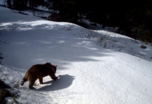 KARS (AA) – HÜSEYİN DEMİRCİ – Kış uykusuna yattıkları Kars'ın