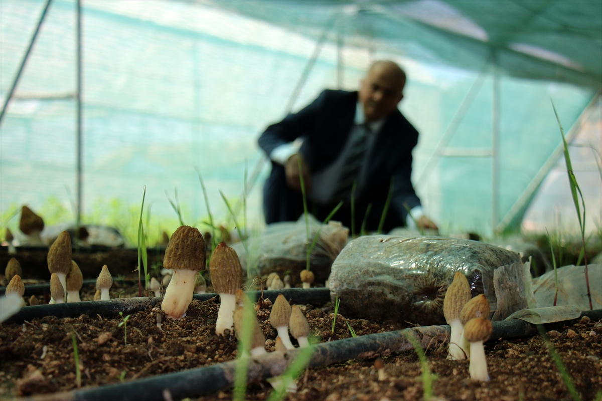 Mersin'de araştırma enstitüsünün serasında kuzugöbeği mantarı yetiştirildi