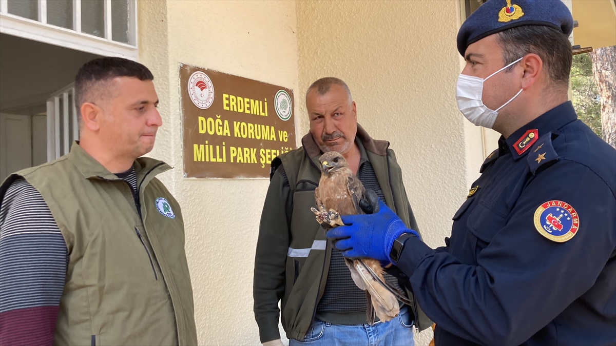 Mersin'de jandarmanın bulduğu yaralı şahin tedaviye alındı