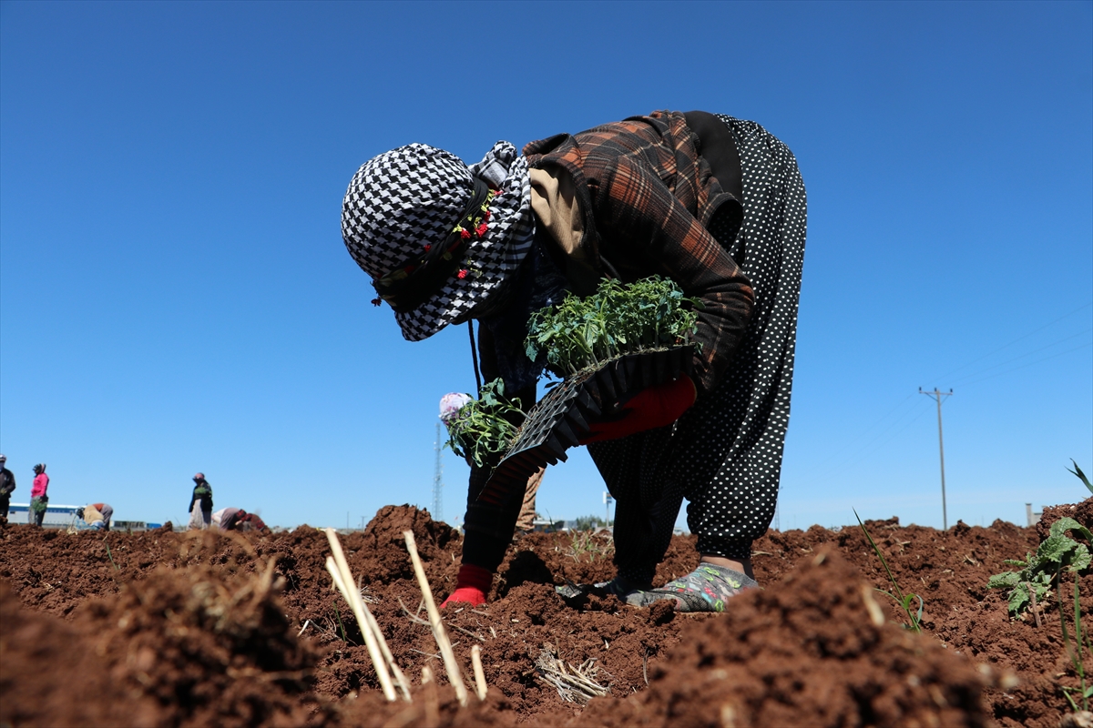 Milyonlarca kurutmalık domates fidesi toprakla buluşuyor