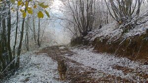- Kocaeli'de yaklaşık 2 bin dönümlük alanda kurulu Ormanya'da, fotokapan