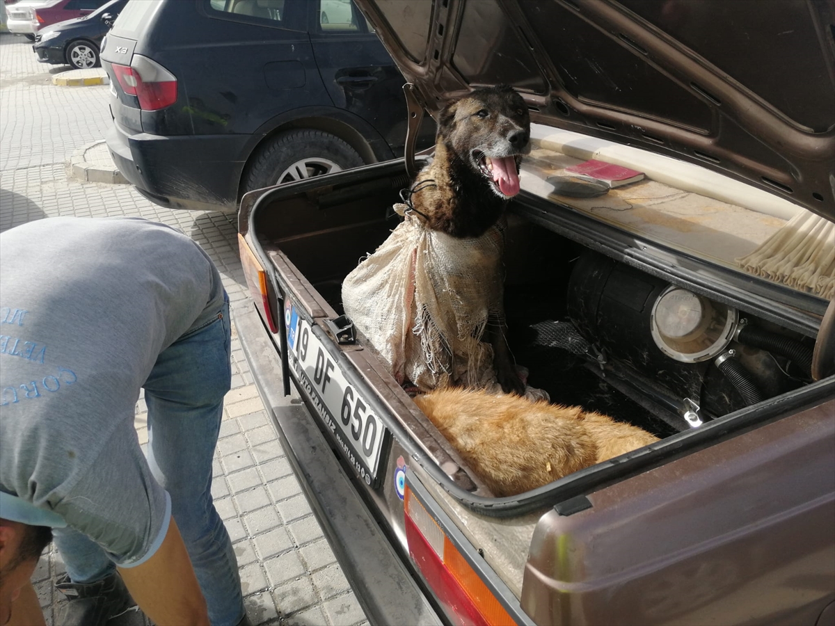 Sahibi ölünce hastane otoparkında kalan otomobilin bagajından 8 köpek çıktı