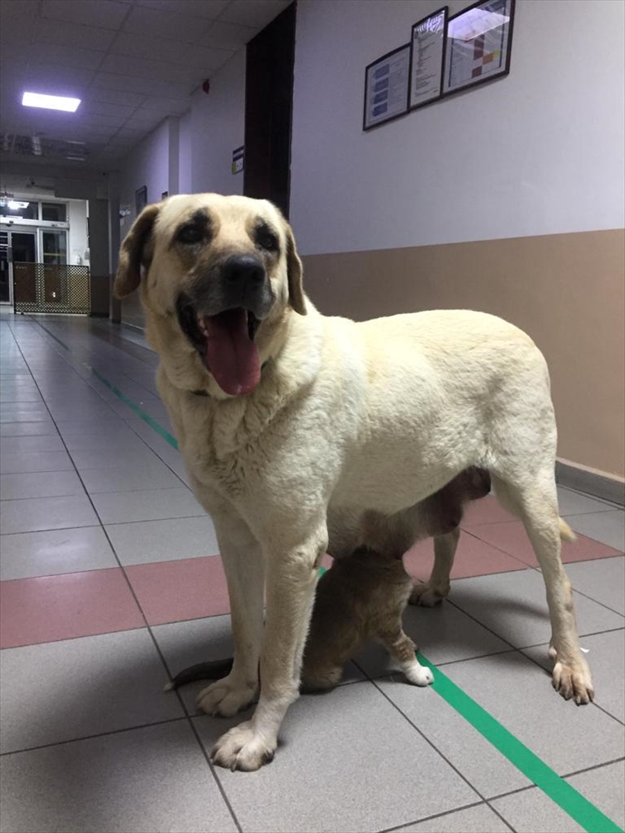 Sahipsiz köpek, kapısında beklediği klinikte hasta yavrusunu emzirdi