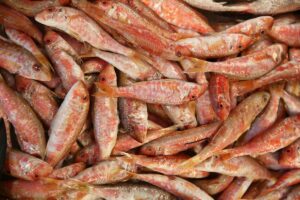 İZMİR (AA) – HALİL ŞAHİN – Türkiye'nin balık ihtiyacının önemli