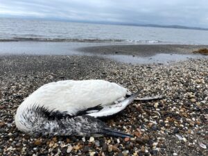 SİNOP (AA) – Sinop'ta, bazı bölgelerde ölü kara gerdanlı dalgıç