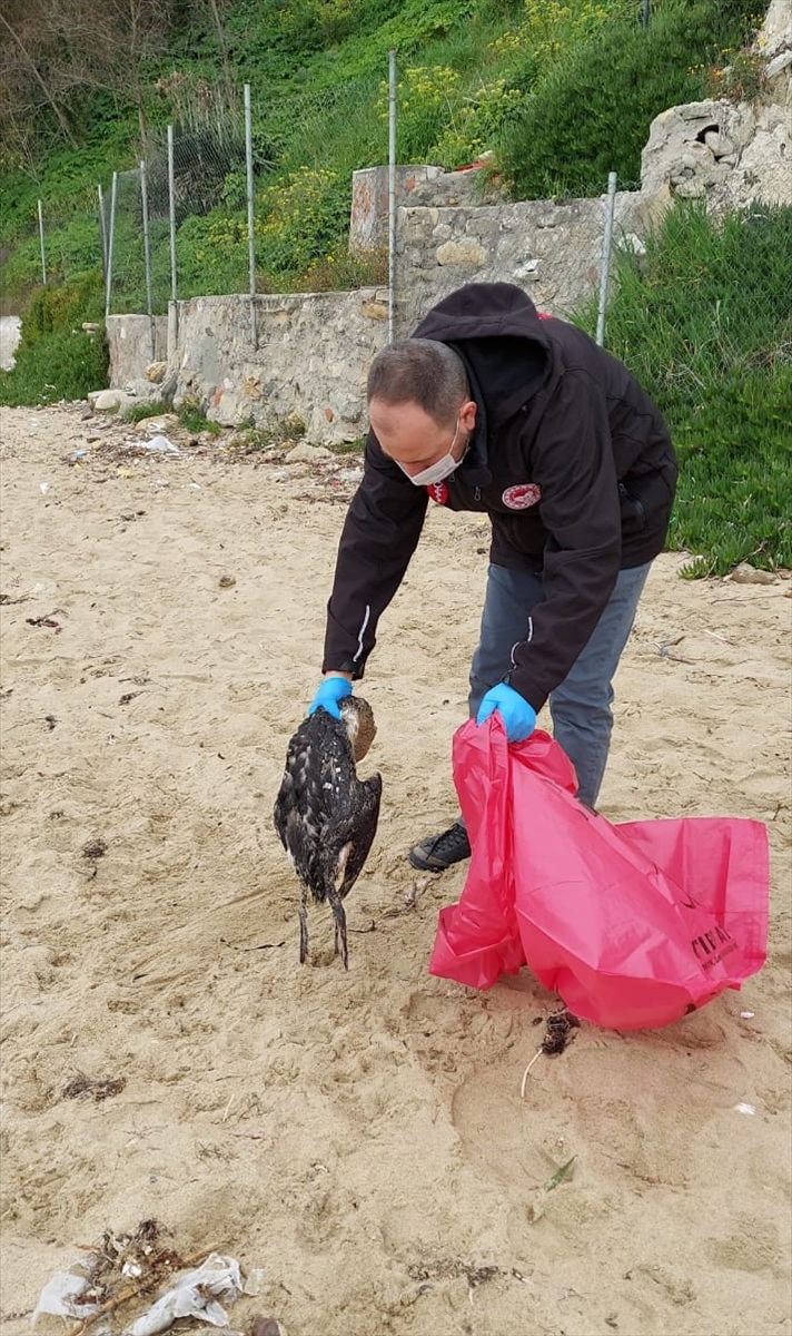 GÜNCELLEME – Sinop'ta kara gerdanlı dalgıç kuşu ölümlerine ilişkin inceleme başlatıldı
