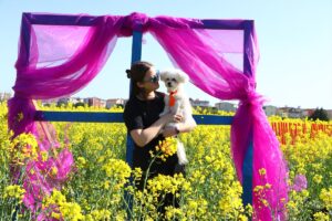 TEKİRDAĞ (AA) – Tekirdağ'da çiçek açan kanola bitkisiyle sarıya bürünen