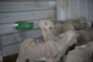 BALIKESİR (AA) – MİRAÇ KAYA – Balıkesir'in Kepsut ve İvrindi