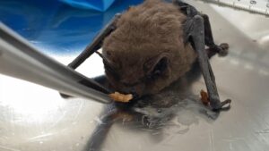 AFYONKARAHİSAR (AA) – Afyonkarahisar'da yaşlı çiftin evine giren cüce yarasa,