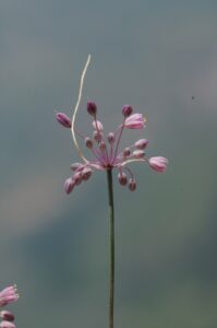 İZMİR (AA) – Ege Üniversitesi Fen Fakültesi Biyoloji Bölümü Botanik