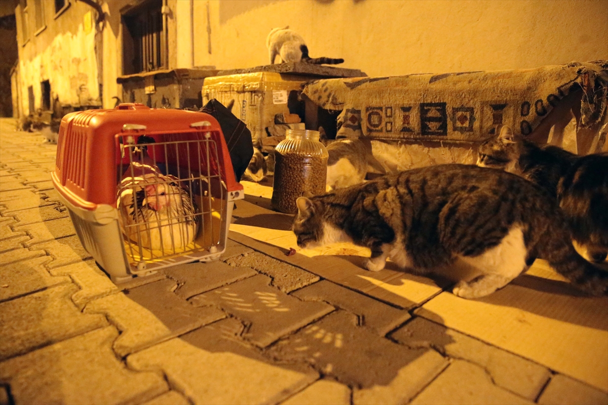 Yol arkadaşı tavuğuyla sokak sokak gezerek sahipsiz hayvanları besliyor