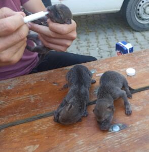 ADANA (AA) – Adana'da Karaisalı ilçesinde anneleri ölmüş 3 çakal