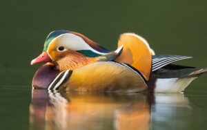 İSTANBUL (AA) – AYŞE ERKEÇ – Kovid-19 salgının ilk dönemlerindeki