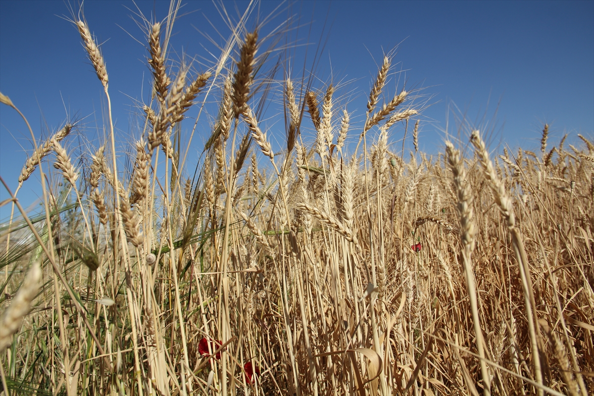 Amik Ovası'nda ilk buğday hasadı yapıldı