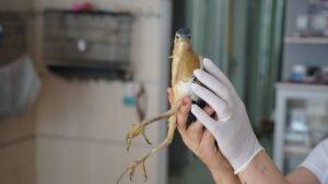 ANKARA (AA) – Ankara'nın Sincan ilçesinde vatandaşın bulduğu yaralı balaban,