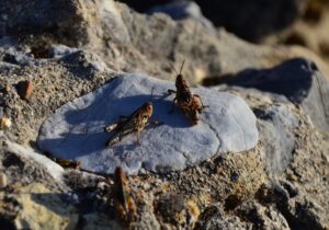 ANTALYA (AA) – Antalya’nın Manavgat ilçesinde zeytin bahçeleri ile sebze