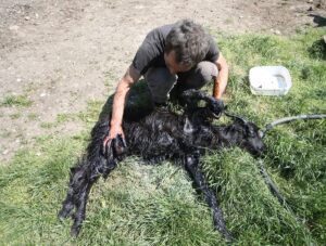 BURSA (AA) – UĞUR ULU – Bursa'da arazide otlarken zifte