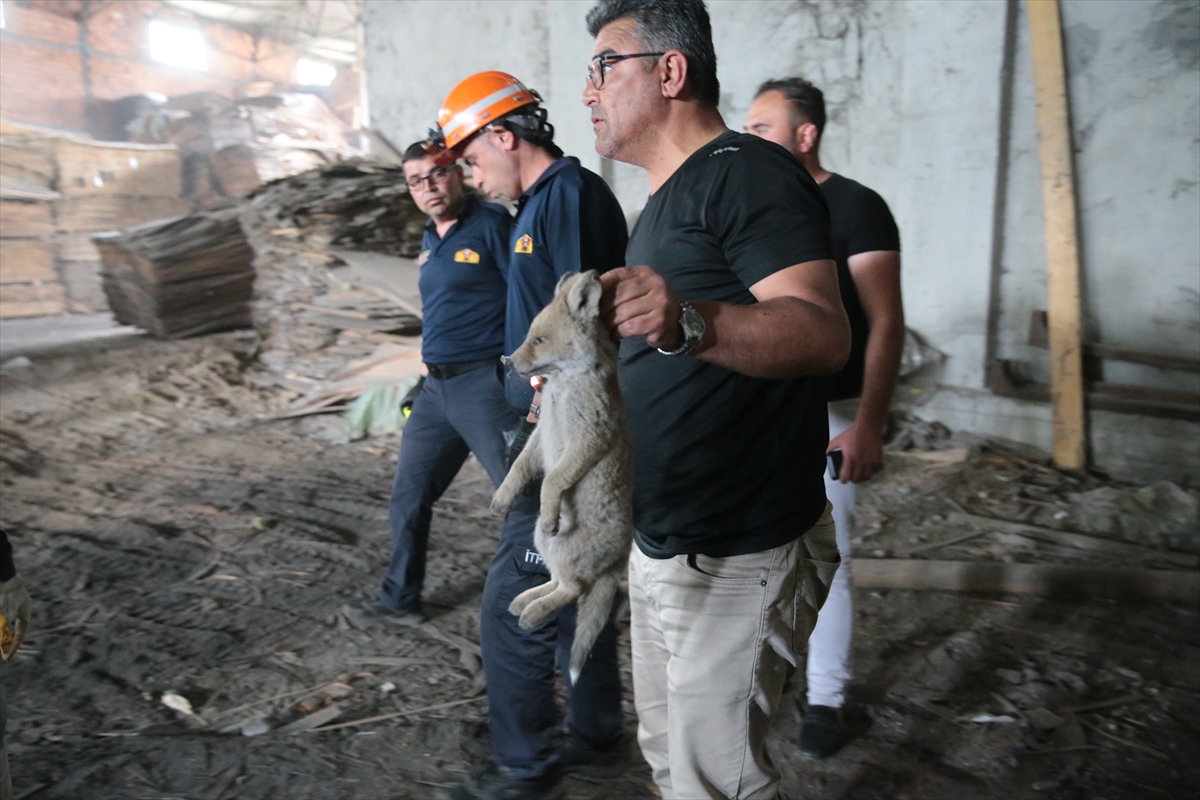 Bolu'da fabrikanın deposunda 2 tilki yavrusu bulundu