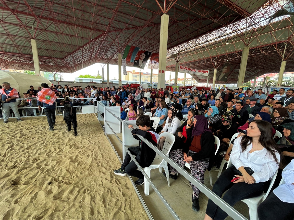 Burdur'da Honamlı tekesi ve Merinos koçu güzellik yarışması yapıldı