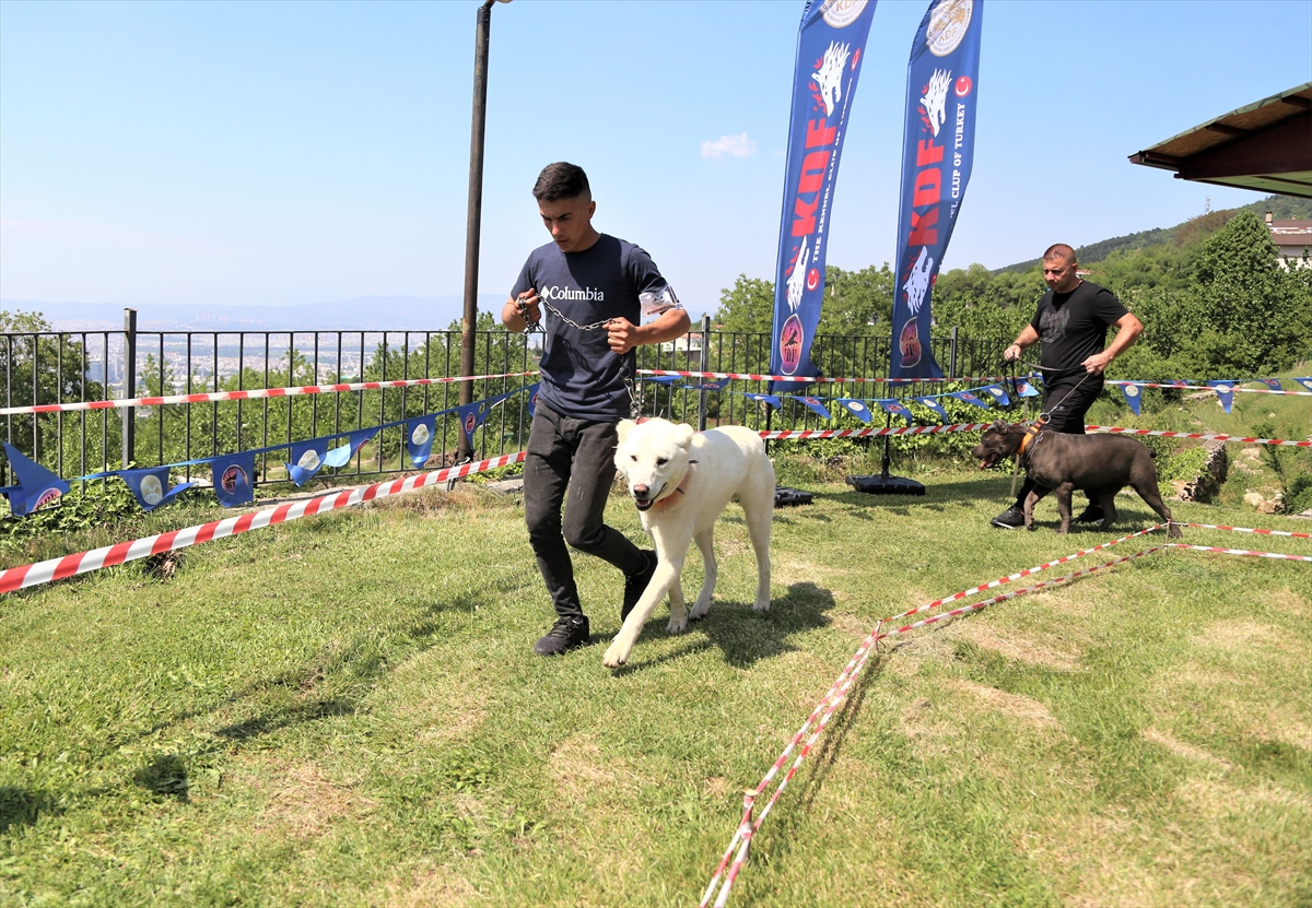 Bursa'da ırklarında en iyi köpekler yarıştı