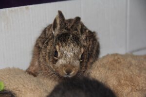 BURSA (AA) – Bursa'nın İnegöl ilçesinde çoban köpeklerinden kaçarken bir