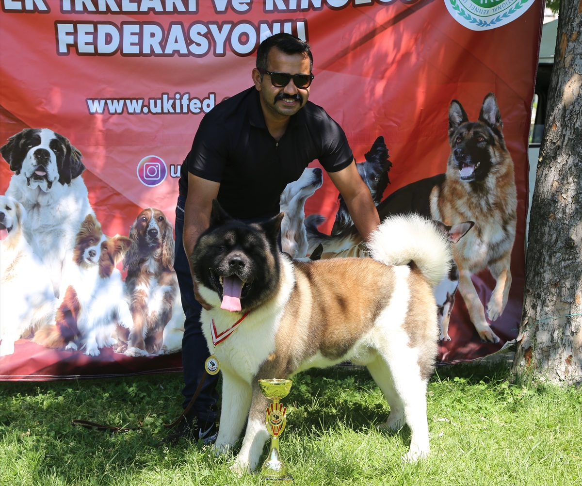 Bursa'da “Uluslararası Köpek Irkları Marmara Cup Yarışması” yapıldı