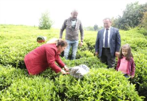 RİZE (AA) – Çay İşletmeleri (ÇAYKUR) havaların ısınması ve yaş