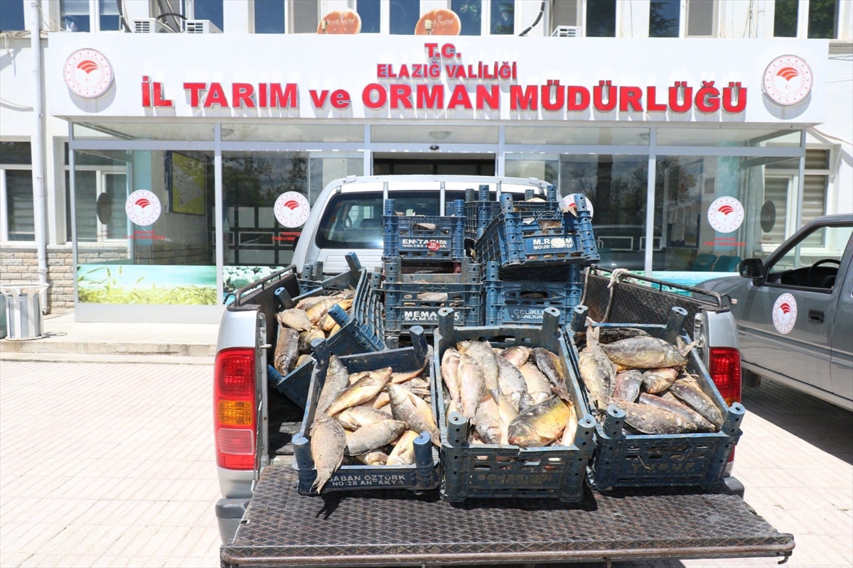 Elazığ'da kaçak avlandığı belirlenen 1150 kilogram balık ele geçirildi