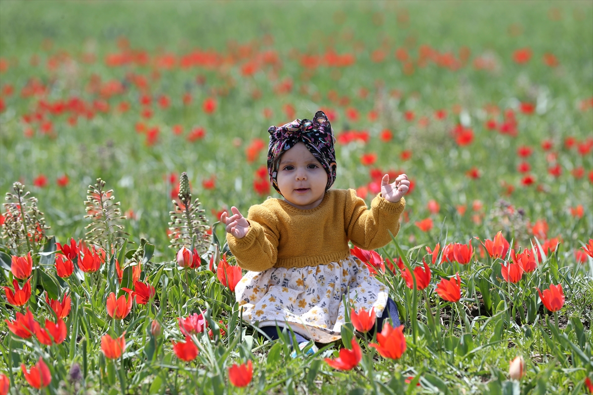 Endemik tür olan Muş lalesi, Muş Ovası'nı süsledi