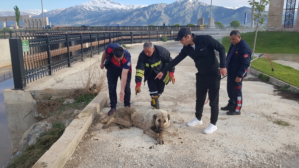 Erzincan'da dereye düşen köpeği itfaiye ekipleri kurtardı