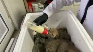 - Doğa Koruma Milli Parklar Müdürlüğünde veteriner hekimce biberonla beslenen