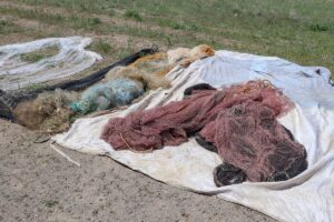 VAN (AA) – Van Gölü'nde yaşayan ve üreme döneminde avlanması