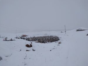 ŞIRNAK (AA) – Şırnak'tan hayvanlarıyla Hakkari'ye gitmek için yola çıkan