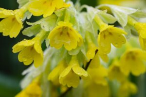 IĞDIR (AA) – Iğdır'ın yüksek kesimleri, ilkbaharda rengarenk açan çiçeklerle