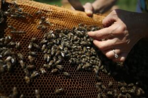 DÜZCE (AA) – Düzce Üniversitesi Arıcılık Araştırma Geliştirme ve Uygulama