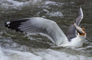 VAN (AA) – Van Gölü'nde yaşayan endemik tür olan ve