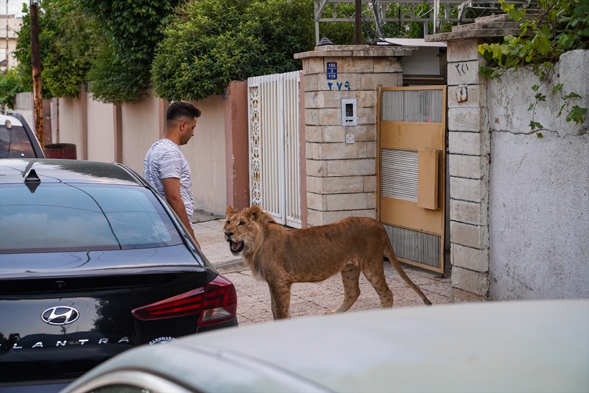 Iraklı genç bir yıldır evinde yavru aslan besliyor