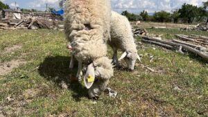 ISPARTA (AA) – Isparta'da ağıllarında çıkan yangında yaklaşık 200 koyunu