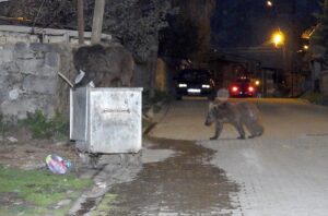 KARS (AA) – Kars'ın Sarıkamış ilçesinde yiyecek arayan bozayılar mahalleye