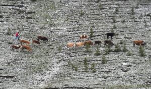 KARS (AA) – Kars'ın Sarıkamış ilçesinde kar yağışı etkili oldu.