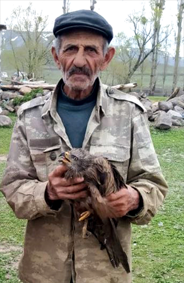 Kars'ta yaralı bulunan kızıl şahin tedavi altına alındı