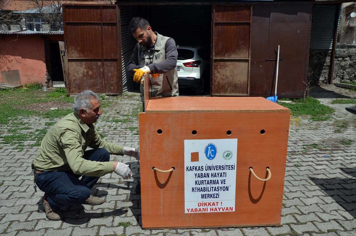 Kars’ta yaralı bulunan kızıl şahin tedaviye alındı