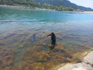 KASTAMONU (AA) – Kastamonu'nun İnebolu ilçesinde, kayalıklara sıkışan yunus, sahil