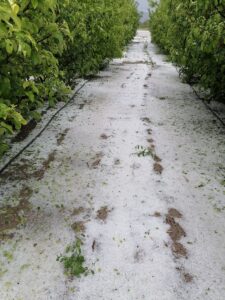 KAYSERİ (AA) – Kayseri'nin Yahyalı ilçesinde dolu nedeniyle meyve bahçeleri